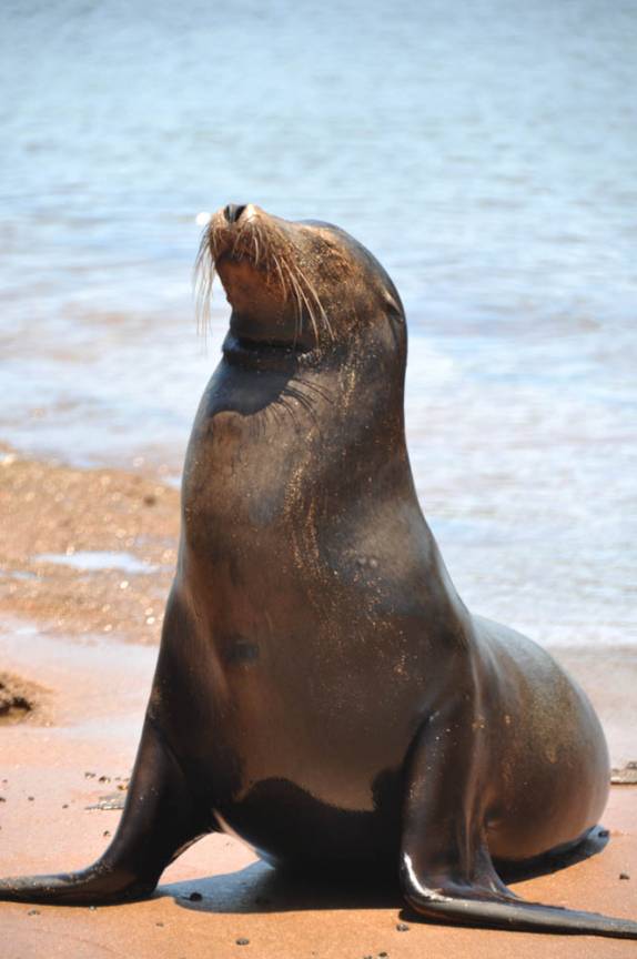 Leão marinho na Ilha de San Bartolomeu (próxima a Isla de Santiago), em Galápagos